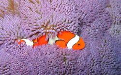 Clown Anemone Fish and an Invisible Shrimp. Taken in fron... by Michelle Tinsay 